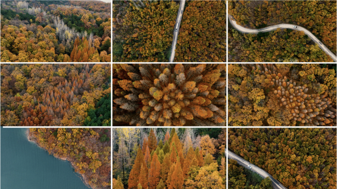 4k初冬深秋的湖畔色彩斑斓层林尽染的树林