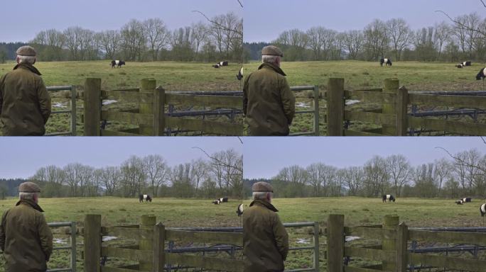 高级男子在田里看肉牛