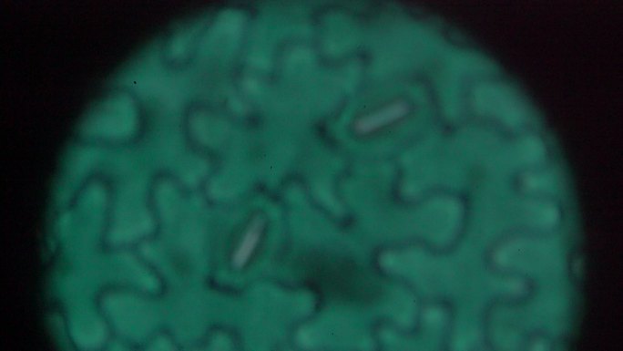 光学显微镜下蚕豆叶下表皮