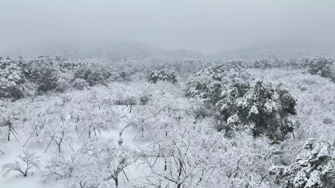 武汉东湖磨山樱花园航拍雪景风光