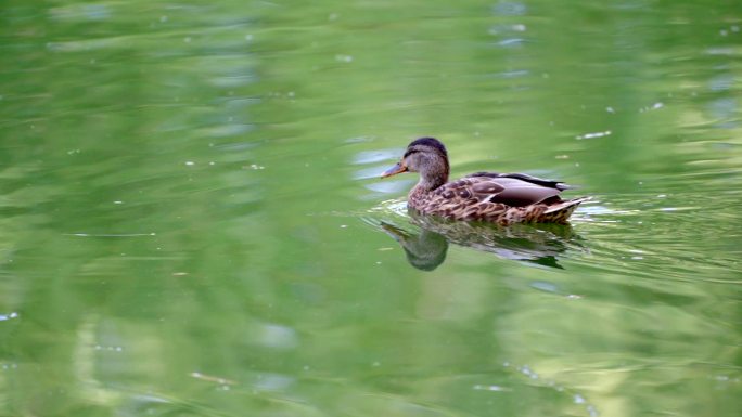 湖面游动的野鸭子绿头鸭