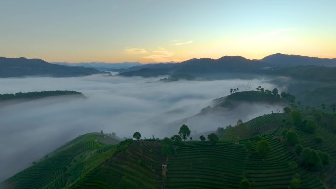 航拍云雾中的茶山