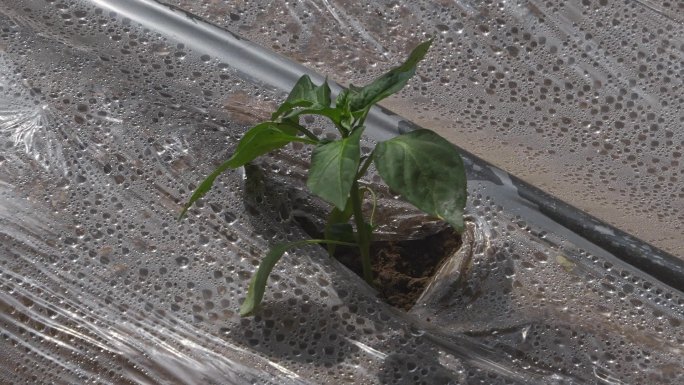 会宁米家峡水库灌溉菜棚