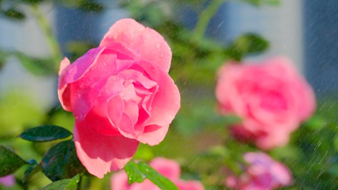 雨中的月季花 玫瑰花 鲜花 花朵