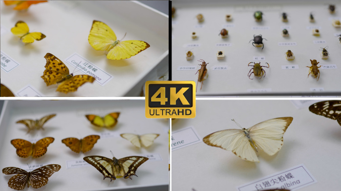 蝴蝶标本 昆虫标本 展览