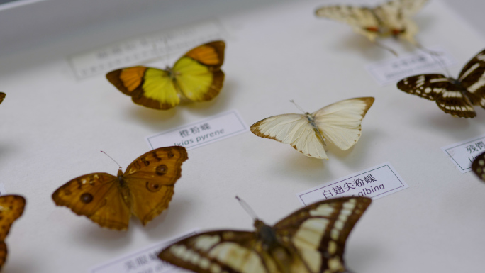 蝴蝶标本 昆虫标本 展览