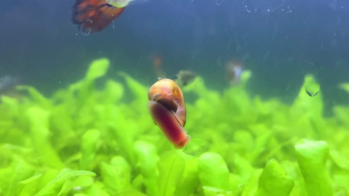 一只红蜗牛在长满水草的鱼缸里爬行