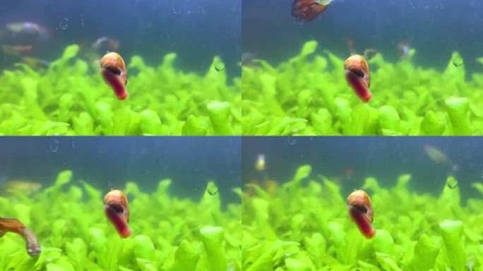一只红蜗牛在长满水草的鱼缸里爬行