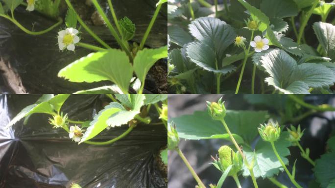 草莓种植 水果 草莓花 草莓地