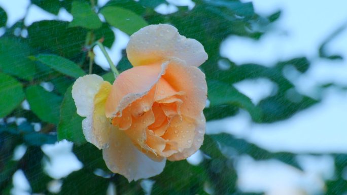 雨中月季花 玫瑰花 鲜花 露水 春暖花开