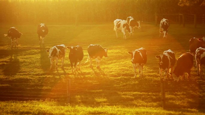 黄昏时放牧的奶牛生活忙碌发展