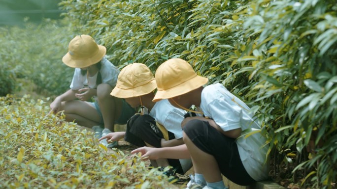 小朋友种树