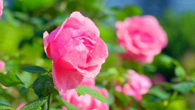 月季花 玫瑰花 鲜花 花朵 露水