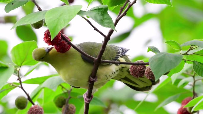 国家二级保护动物红翅绿鸠吃构树果视频素材