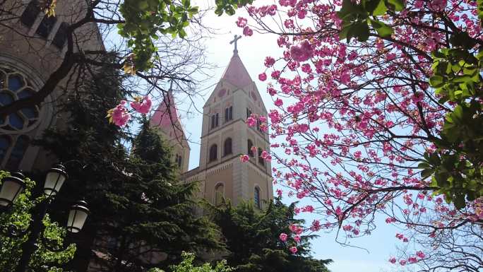 青岛天主教堂樱花季