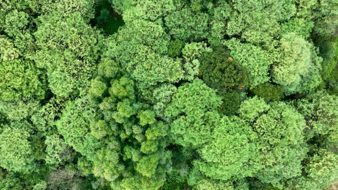 绿色生态环境俯视森林
