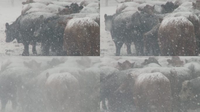 暴风雪中的牛生活忙碌发展