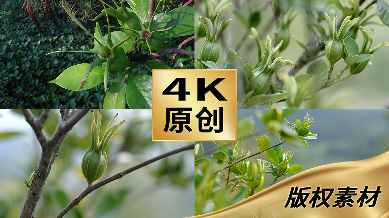 栀子栀子树栀子种植中药材种植