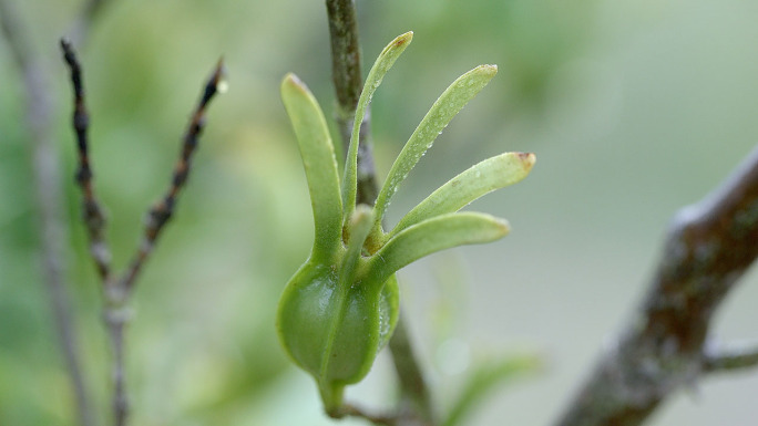 栀子栀子树栀子种植中药材种植