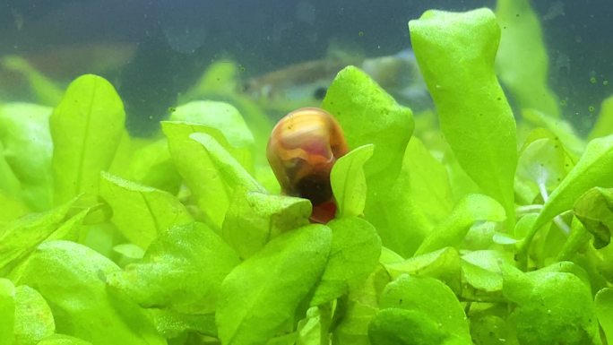 一只红蜗牛在鱼缸的水槽里爬行