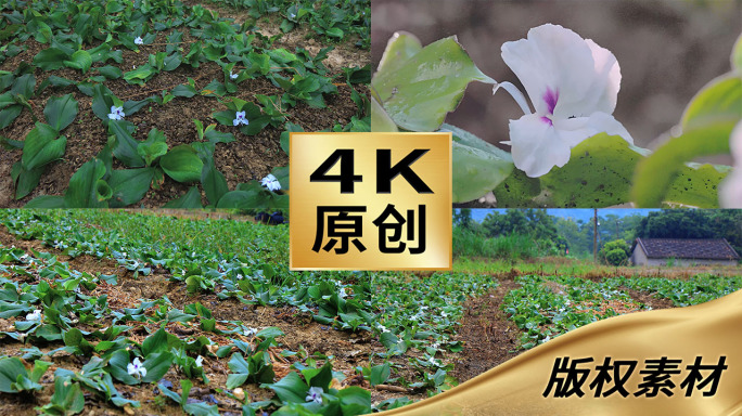 山奈种植山奈花食材中药药材