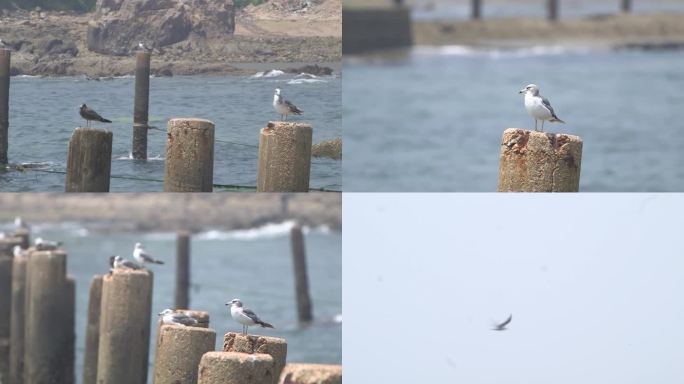 海岸边海鸟海鸥飞鸟特写A011