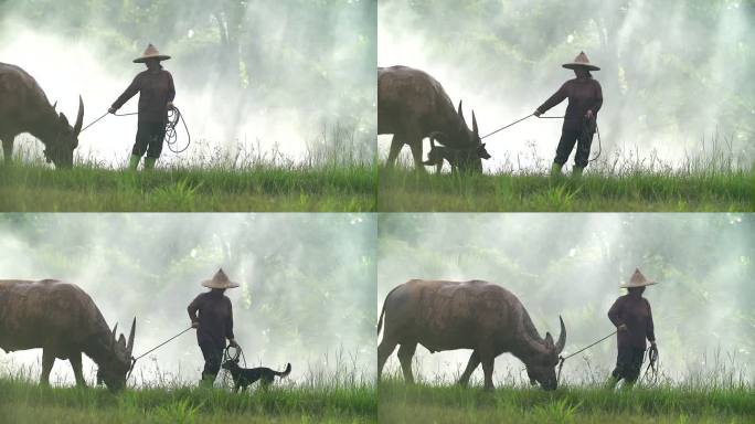 亚洲农民在稻田里与他的狗和水牛一起工作。