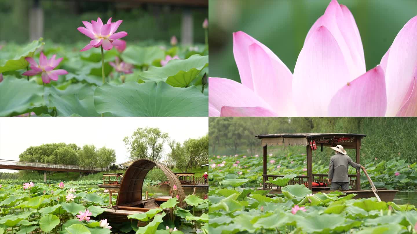 夏日荷花荷叶 摇橹船小船公园湖景