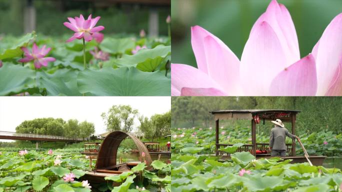 夏日荷花荷叶 摇橹船小船公园湖景