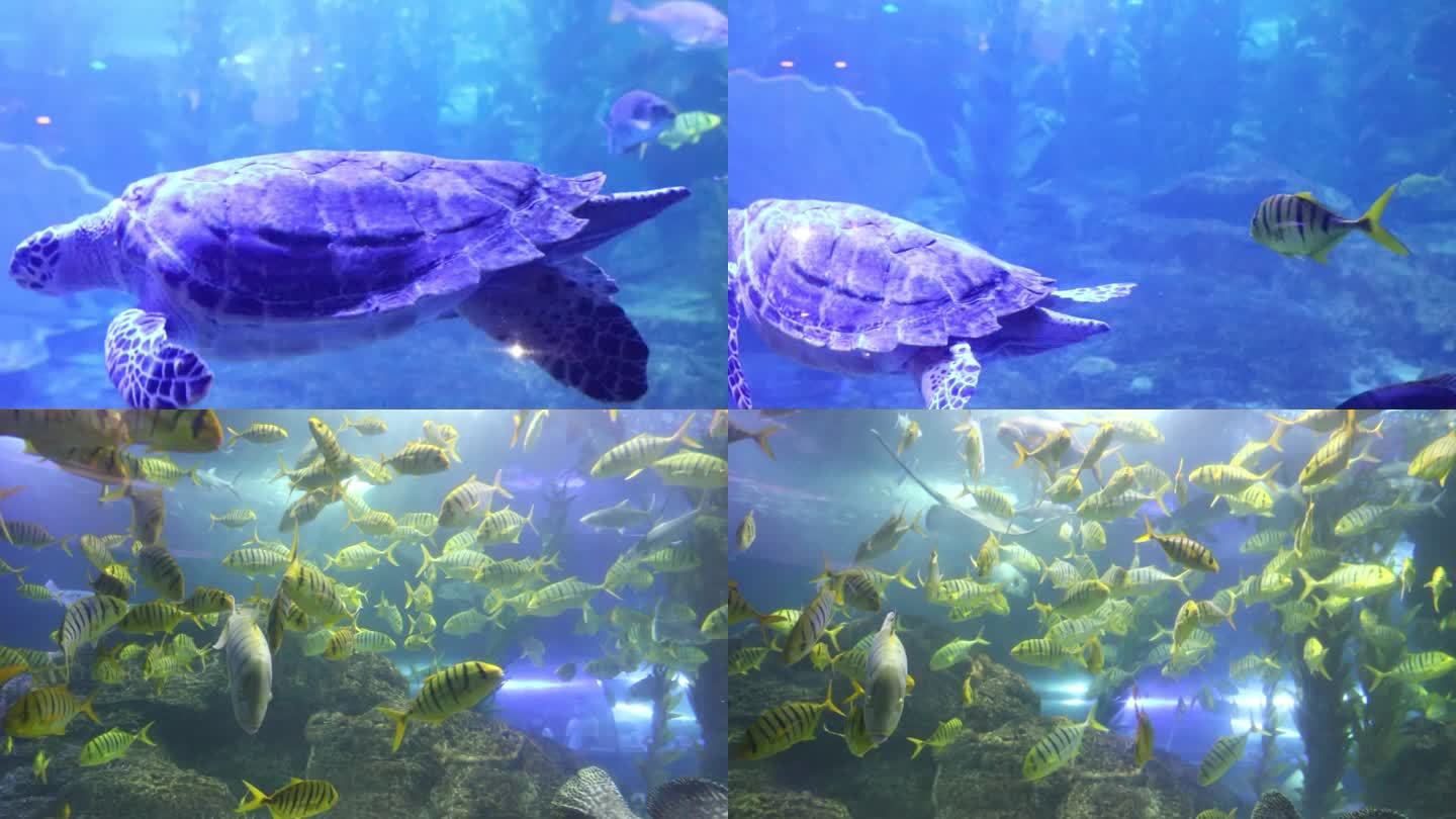 海龟海洋生物海底世界