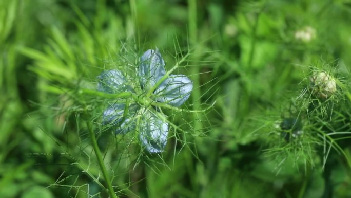 黑种草 毛茛科 花 植株