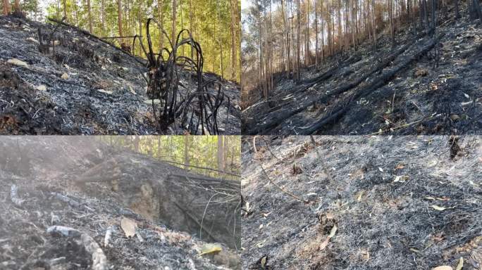 破坏热带树木环境破坏实时视频森林火灾燃烧