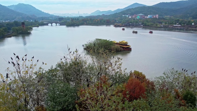 航拍杭州湘湖 湖中小岛和飞鸟