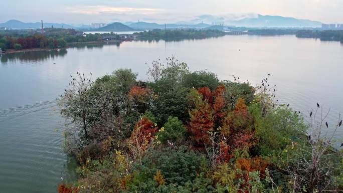 航拍杭州湘湖 湖中小岛和飞鸟