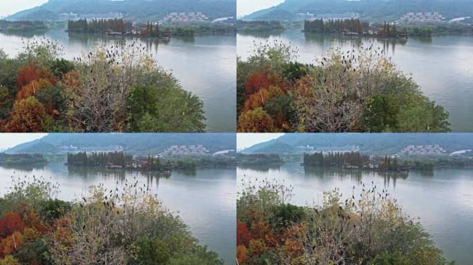 航拍杭州湘湖 湖中小岛和飞鸟