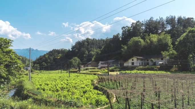 【原创】山村桑叶园延时