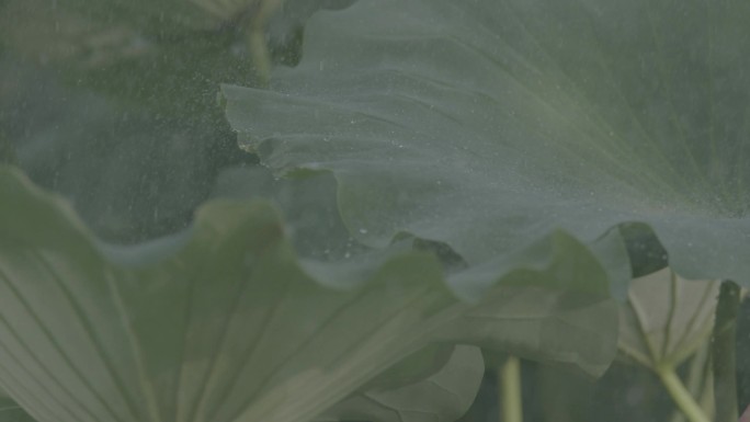 原素材-荷花下雨天水滴电影级4分钟