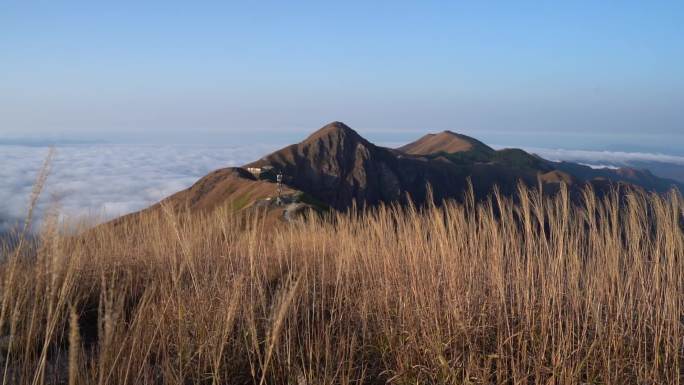 高山芦苇荡