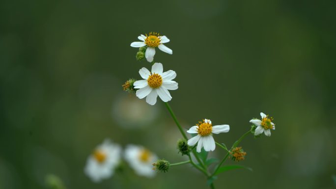 花花草草