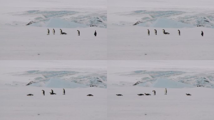 南极企鹅景观企鹅冰原冰川