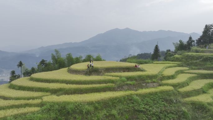 湖南娄底紫鹊界梯田游客4K航拍