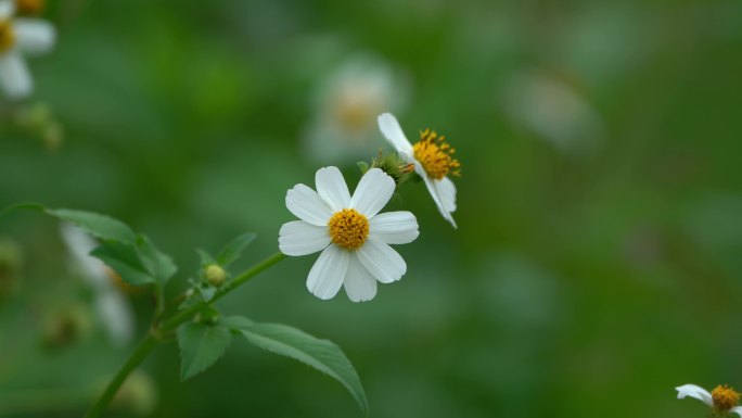 花花草草