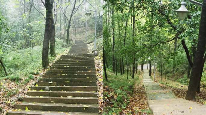 竖屏短视频素材雨天树林