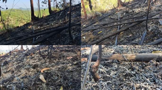 破坏热带树木环境破坏实时视频森林火灾燃烧