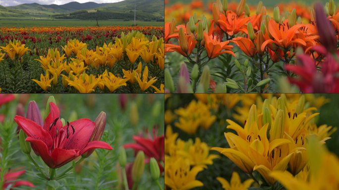 山谷百合 中草药种植基地