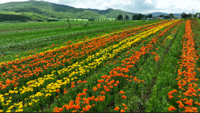 山谷百合 中草药种植基地