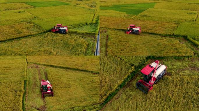 秋天的田野收割机收割稻谷