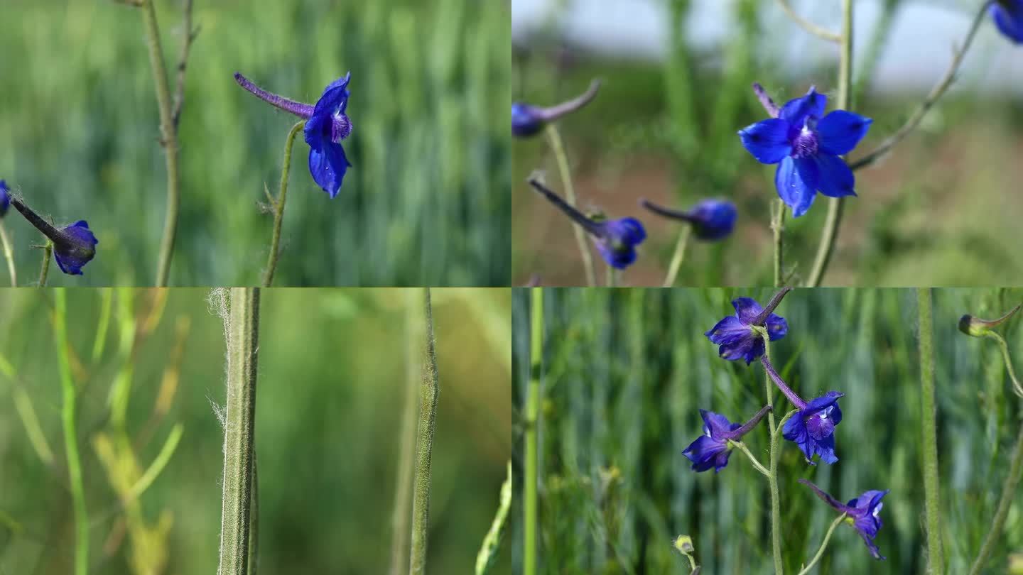 翠雀 毛茛科 翠雀属 紫蓝色花 植株