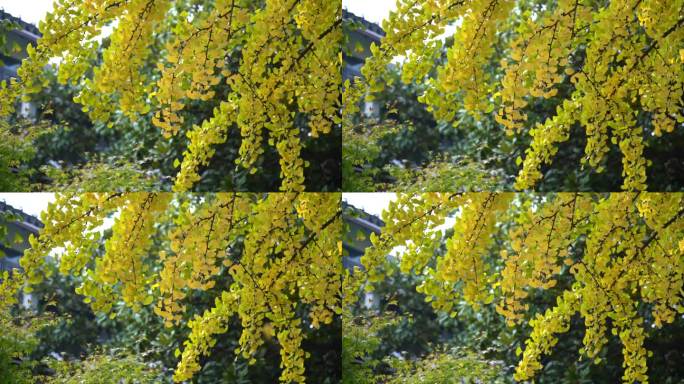 银杏叶 秋天 金黄色 树木