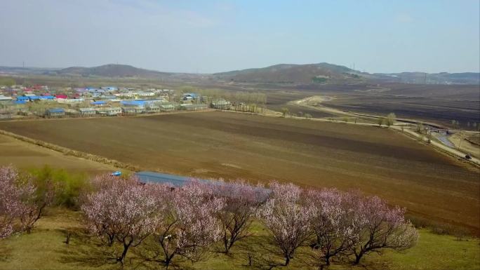 杏花开放的山村大地